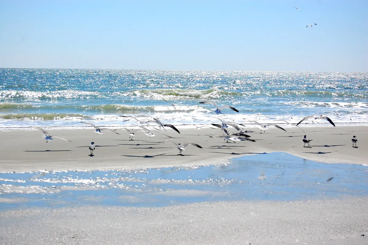 A peaceful coastal scene featuring gentle waves lapping at the shore, seagulls gliding above, and sunlight sparkling on the water. The natural landscape is serene and inviting, evoking a sense of relaxation and leisure by the sea.